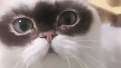 Funny Cat Funny sweet Cat