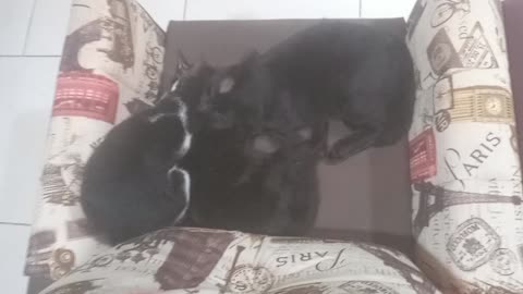Gato sumiu 3 dias