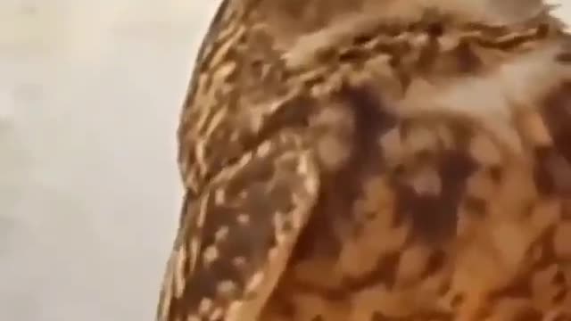 Owl overwhelmed with love