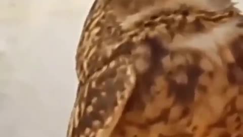 Owl overwhelmed with love