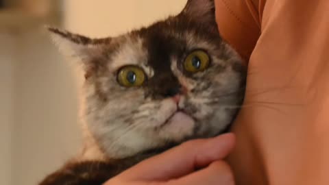 CUTE CATS