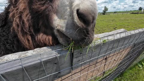 Donkey Time