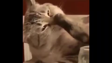 Funniest cats 😂😂- don’t try hold back Laughter 😂 - Funny Cats Life.mp4