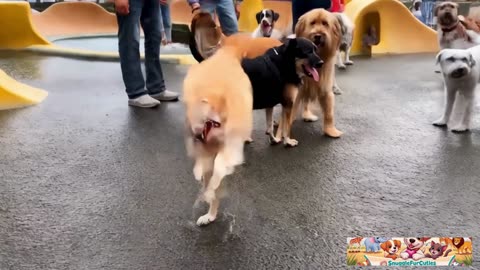 Watch My Dog Bust a Move – Cutest Dance Ever!