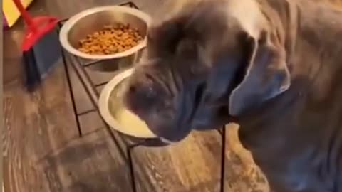 1 MINUTE! # 27 _ Dog Lovers _ 🤣 SHORT & FUNNY Videos #Shorts