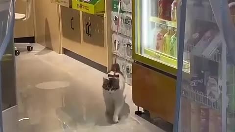 #35 Funniest Cats And Dogs videos #funny #animals #cuteanimals #cat #cute #kitten #pets