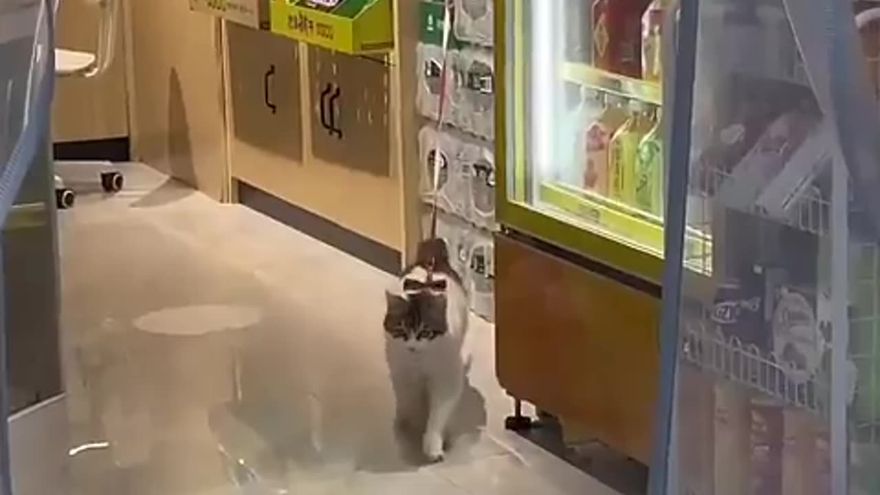 #35 Funniest Cats And Dogs videos #funny #animals #cuteanimals #cat #cute #kitten #pets
