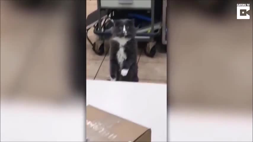 Holy Jesus cat