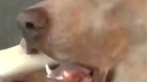 oh no it's very hard 😂😂#funny dogs