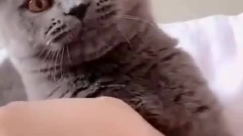 Funniest Cats 😹 - Don't try to hold back Laughter 😂 - Funny Cats Video