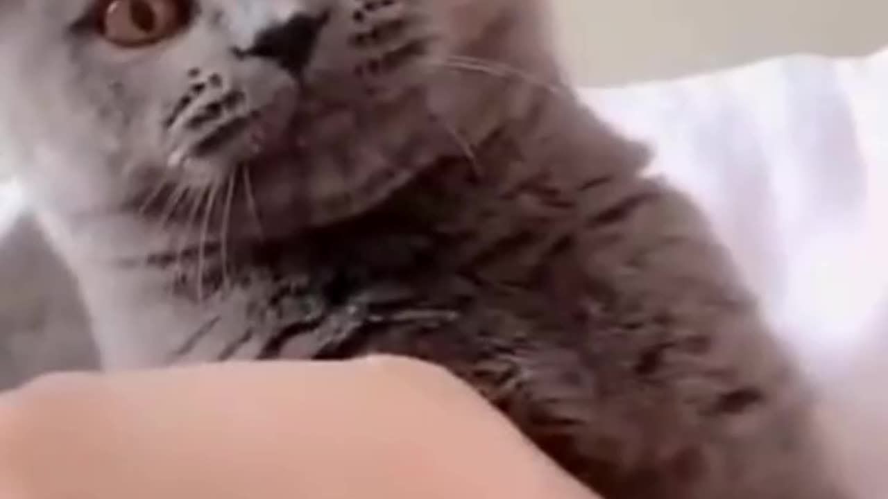 Funniest Cats 😹 - Don't try to hold back Laughter 😂 - Funny Cats Video