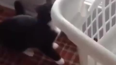 Cat Stuck Inside the Box🤣 Funny Video-5 #shortsvideo #shortsfunny