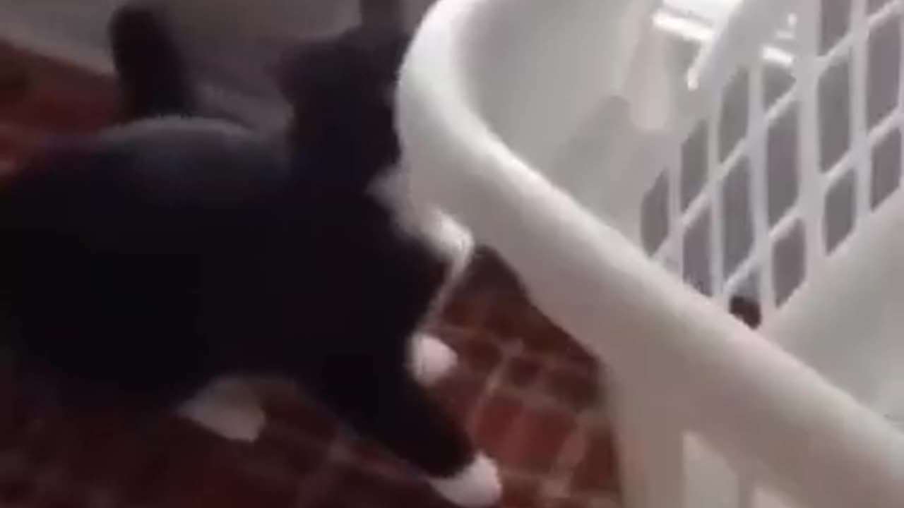 Cat Stuck Inside the Box🤣 Funny Video-5 #shortsvideo #shortsfunny