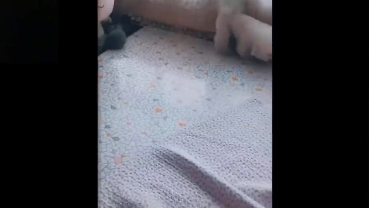 💗Cute And Funny Pets | Try Not To Blink | For Your Laughing Time💗