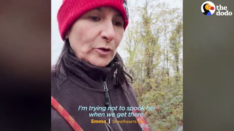 Mama Dog Was Trapped Underground With Her Puppies | The Dodo