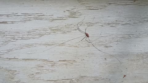 Daddy Longlegs