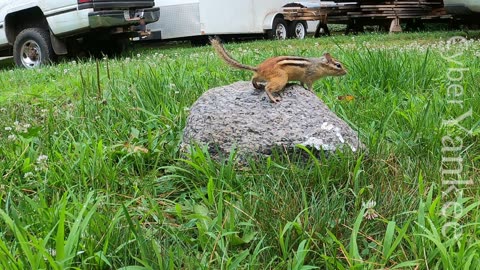 Free Chipmunk