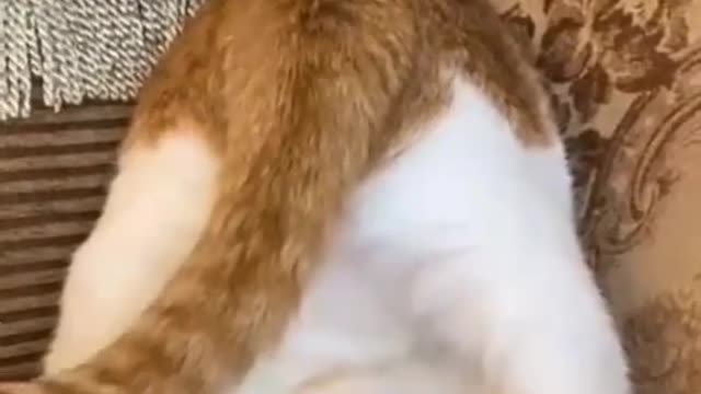 Amazing cat turns head and plays tail up