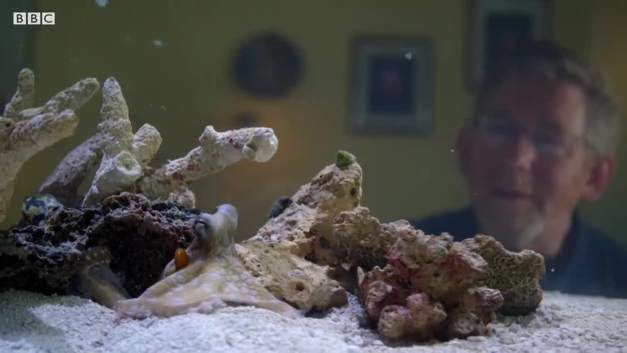 Octopus In The Living Room | Octopus In My House | BBC Earth