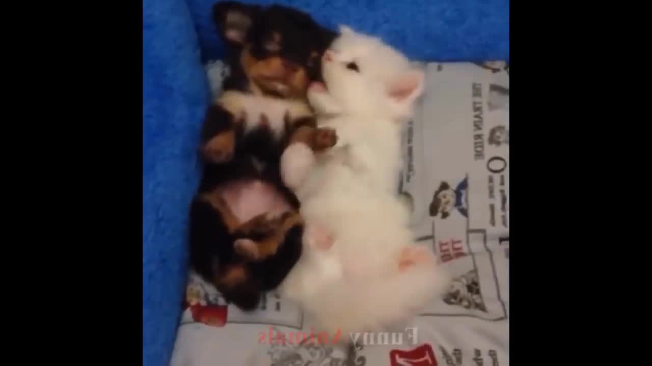 Very nice cat, beautiful cat