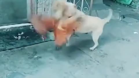 Very Funny Dog & Chicken Fight