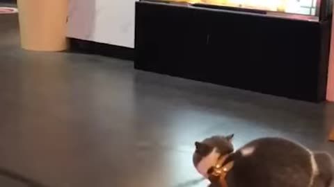 Lovely Cat, black cat, cats, funny#1