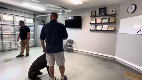 Board and Training - Odin - Week 2 - Odin playing the Role of Helper for a Reactive Dog