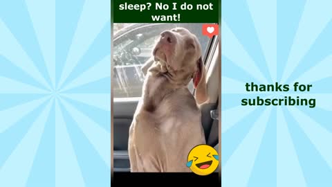 Try not to laugh. Funny videos pets