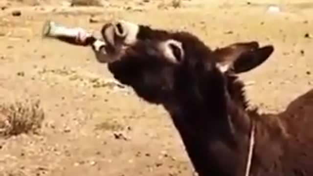 hahaha monkey after drinking coke