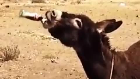 hahaha monkey after drinking coke