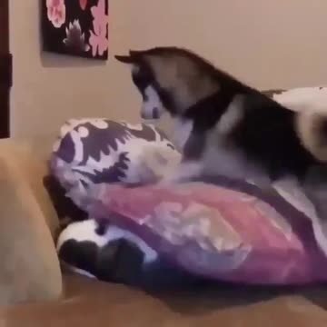 Play with you and make the host laugh with you