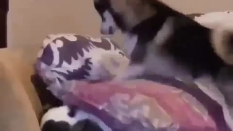 Play with you and make the host laugh with you