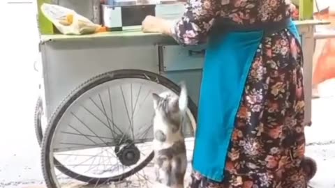 Funny Cat ask for food