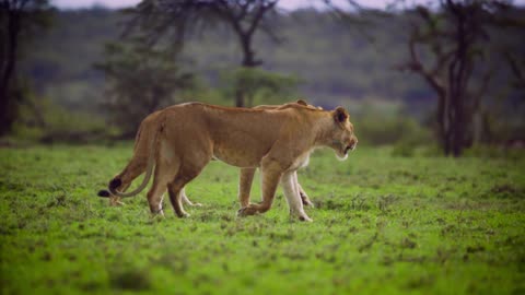 Pair of Lionesses Walking Together