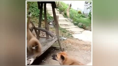 Funny monkey and dog video,