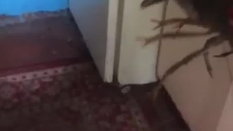 dog get acquainted with cancer funny video