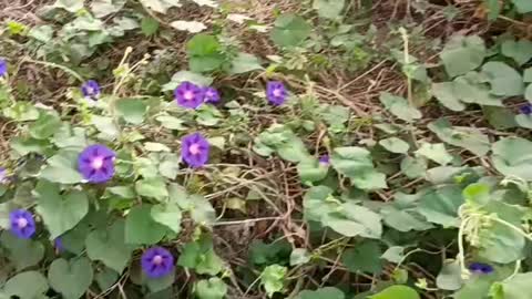 The shape of the flowers is nice