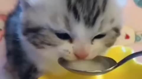 little cat's kitten video