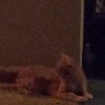 HILARIOUS: Cat Fights His Own Tail