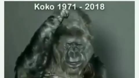 Damn It !!!!! Why Didn’t We Heed The Warnings ⚠️ Of Koko The Ape 🦧!?!?!?!