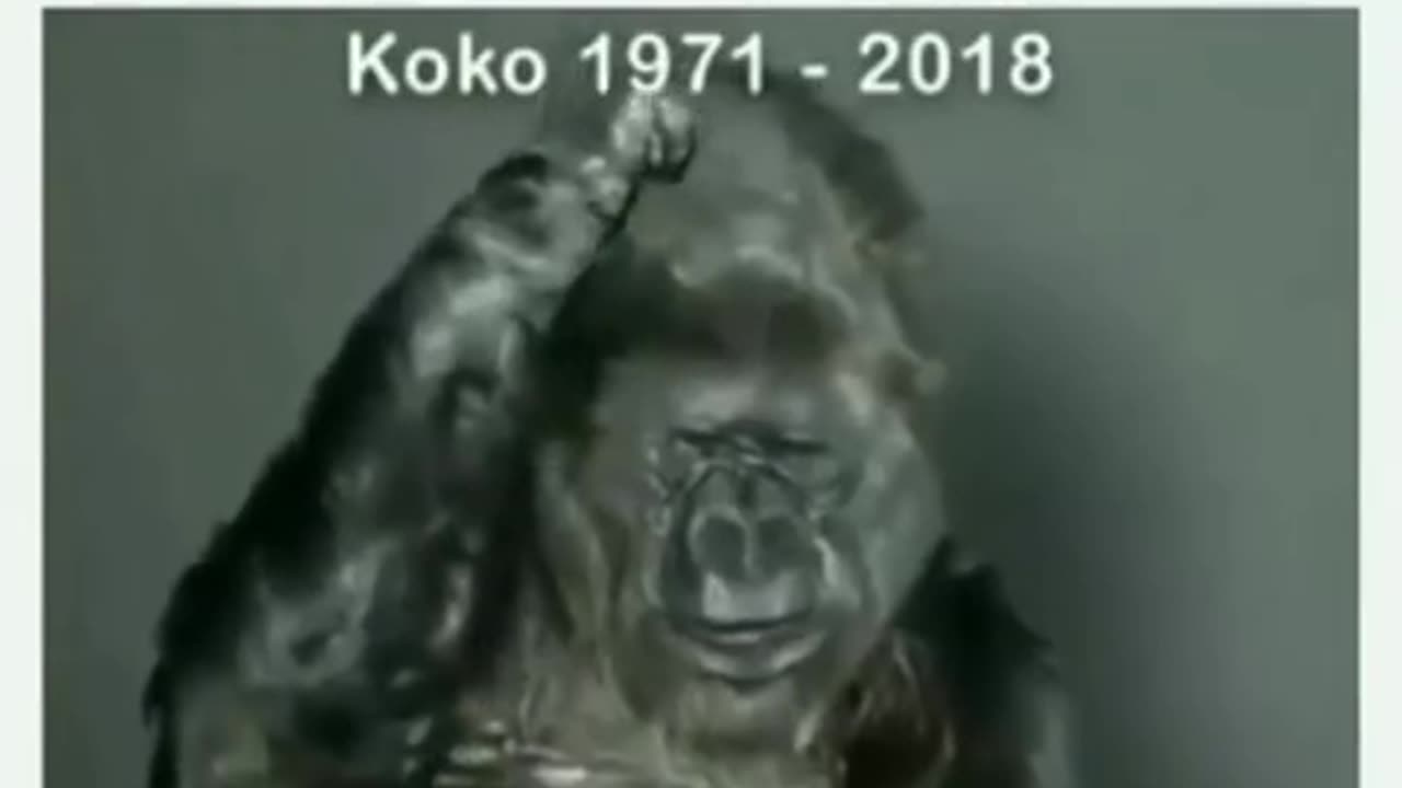 Damn It !!!!! Why Didn’t We Heed The Warnings ⚠️ Of Koko The Ape 🦧!?!?!?!
