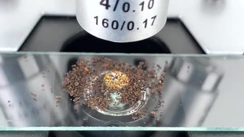 Magnifying a tea bag by 400 times under a microscope is really cool, isn't it