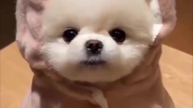 Baby dogs - cute and funny styles of baby dogs