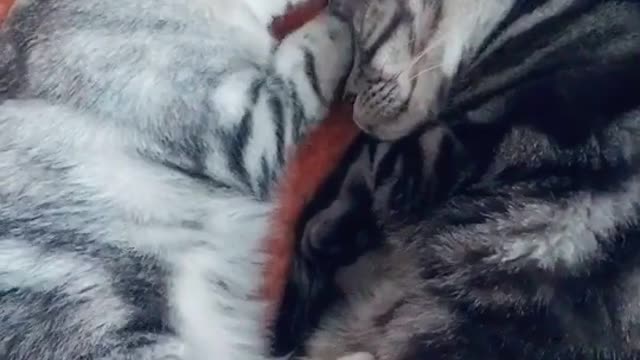 Interacting with each other and grooming it