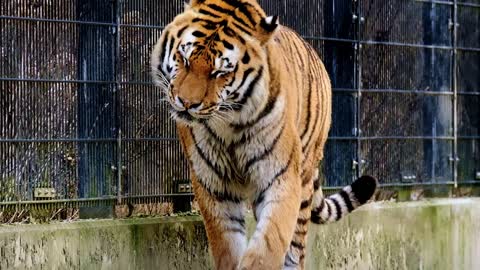 A Dangerous Lone Tiger Trapped In a Dustbin