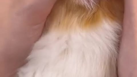 Pet cleaning fingermuffs