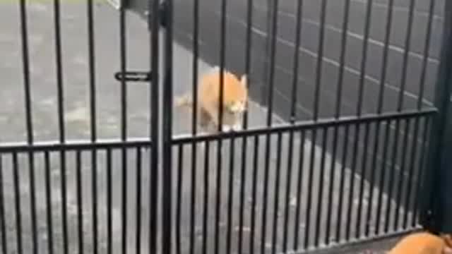 Cute And Funny Cats