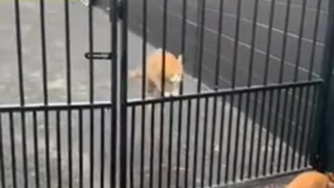 Cute And Funny Cats