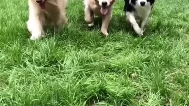 Dogs are people's most loyal friends