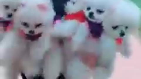First Cute Pomeranian puppies